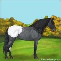 Horse Color:Blue Roan Appaloosa