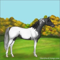 Horse Color:Blue Roan Tobiano Snowcap 