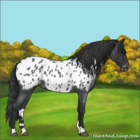 Horse Color:Blue Roan Near Leopard