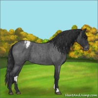 Horse Color:Blue Roan Varnish 
