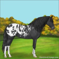 Horse Color:Blue Roan Appaloosa