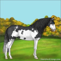 Horse Color:Blue Roan Splash Frame Appaloosa 