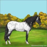 Horse Color:Blue Roan Near Leopard 