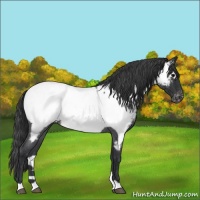 Horse Color:Blue Roan Near Fewspot 
