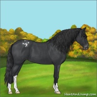Horse Color:Blue Roan Varnish 