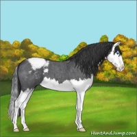Horse Color:Blue Roan Splash Varnish 