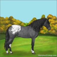 Horse Color:Blue Roan Appaloosa 