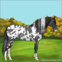 Horse Color:White Spotted Blue Roan Appaloosa 