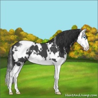 Horse Color:White Spotted Blue Roan Splash Snowcap 