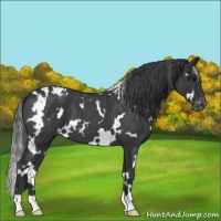 Horse Color:White Spotted Blue Roan Varnish 