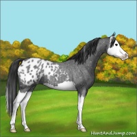 Horse Color:Blue Roan Splash Appaloosa 