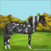 Horse Color:White Spotted Blue Roan Varnish 