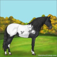 Horse Color:Blue Roan Snowcap 