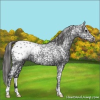 Horse Color:Blue Roan Appaloosa 