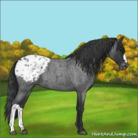 Horse Color:Blue Roan Appaloosa 