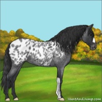 Horse Color:Blue Roan Appaloosa 