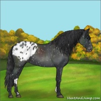 Horse Color:Blue Roan Appaloosa 