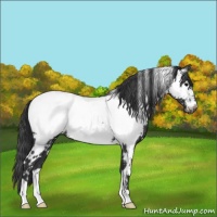 Horse Color:White Spotted Blue Roan Near Fewspot 