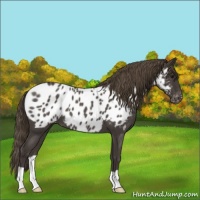 Horse Color:Smoky Blue Roan Appaloosa 