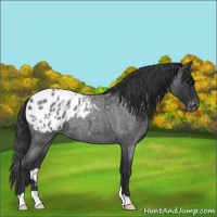 Horse Color:Blue Roan Varnish 