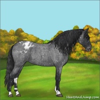 Horse Color:Blue Roan Snowflake Varnish 