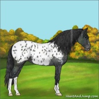 Horse Color:Blue Roan Appaloosa 