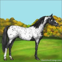 Horse Color:Blue Roan Appaloosa 
