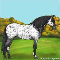 Horse Color:Blue Roan Near Leopard 