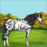 Horse Color:Blue Roan Near Leopard 