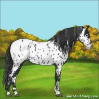 Horse Color:Blue Roan Near Leopard 