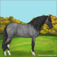 Horse Color:Blue Roan 