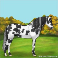 Horse Color:White Spotted Black Splash Tobiano 