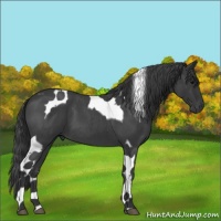 Horse Color:Blue Roan Tobiano 