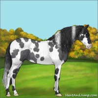 Horse Color:Blue Roan Splash Tobiano 