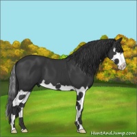 Horse Color:Black Splash 