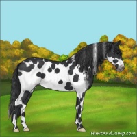 Horse Color:Black Tobiano Frame 
