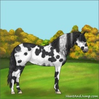 Horse Color:Black Tobiano Frame 