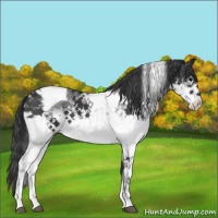 Horse Color:White Spotted Black Tobiano 