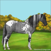 Horse Color:Blue Roan Tobiano