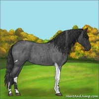 Horse Color:Blue Roan Tobiano