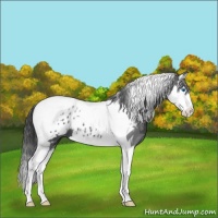 Horse Color:Blue Roan Splash Tobiano Appaloosa 