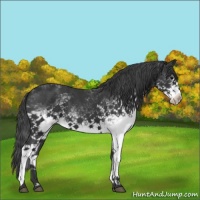 Horse Color:White Spotted Black 