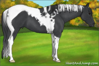 Horse Color:Blue Roan Tobiano 