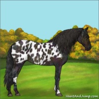 Horse Color:Midnight Bay Ice Roan Appaloosa Rabicano 