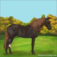 Horse Color:Midnight Chestnut Ice Rabicano 
