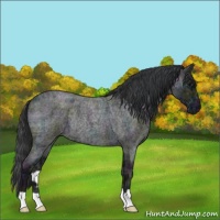 Horse Color:Midnight Blue Ice Roan Rabicano 
