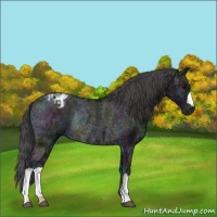 Horse Color:Midnight Black Ice Varnish Rabicano 