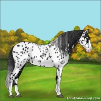 Horse Color:Midnight Black Splash Appaloosa Rabicano 