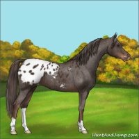 Horse Color:Liver Chestnut Appaloosa 