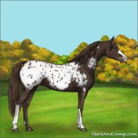 Horse Color:Liver Chestnut Appaloosa 
